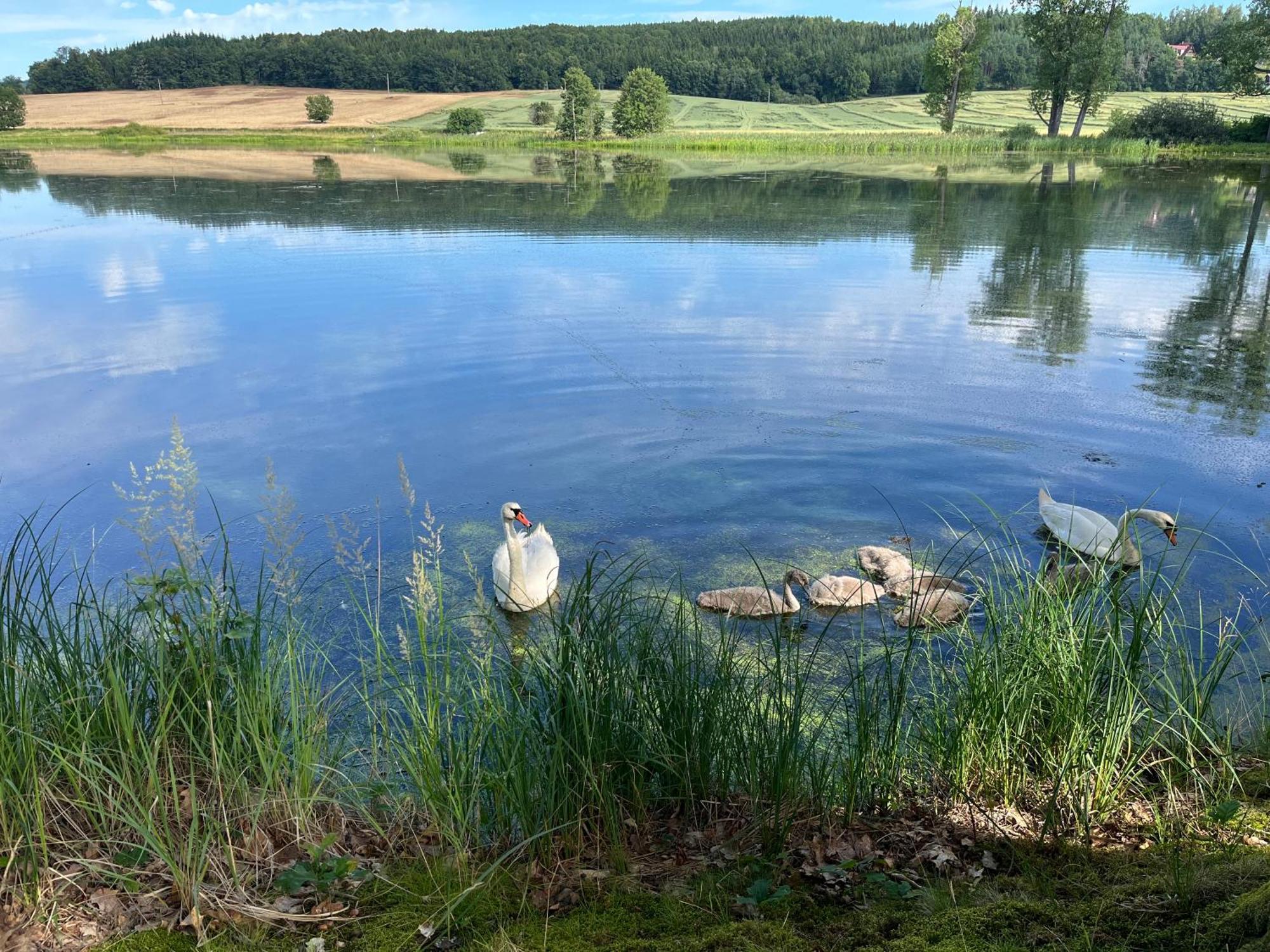 Chaty U Zabaka Netolice Exteriör bild